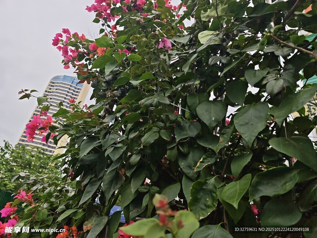 盛开的粉色花朵与绿叶
