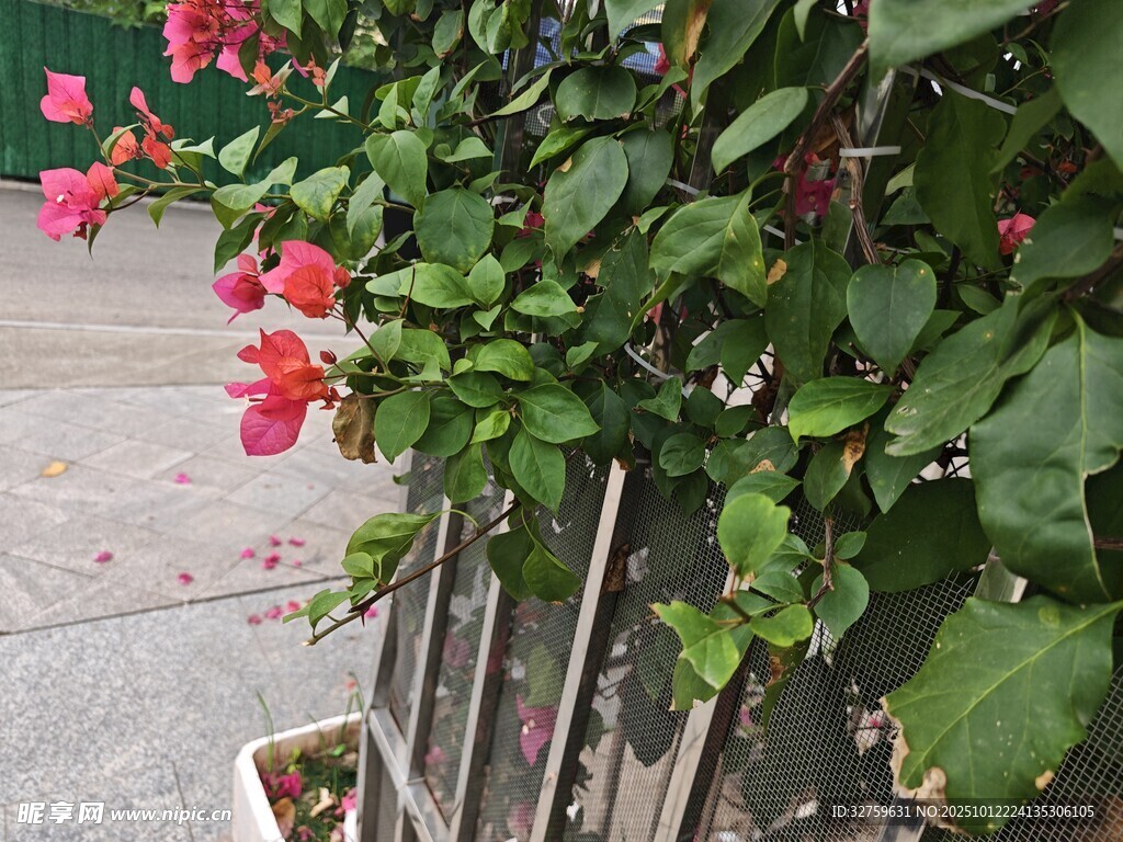 墙边绽放的艳丽三角梅