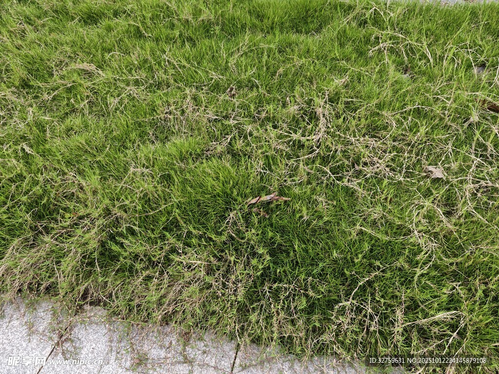 水边茂盛的绿色草地