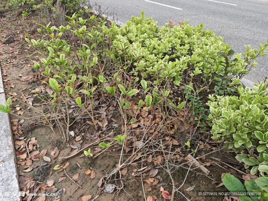 路边绿植与枯萎枝叶景象