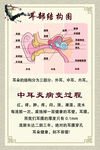 耳部解剖结构示意图