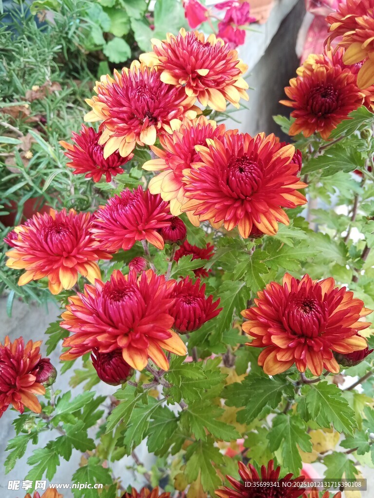 艳丽多彩的盛开菊花