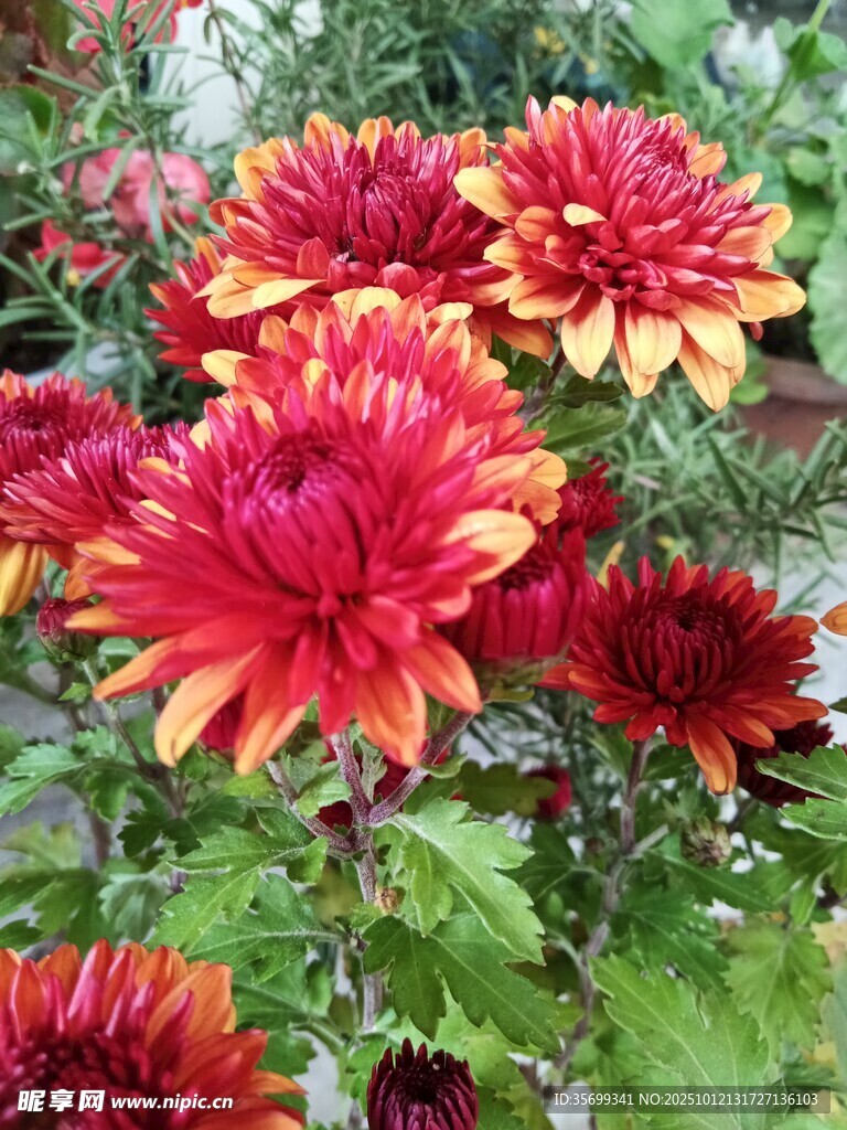 艳丽多彩菊花绽放