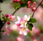 枝头绽放的娇艳海棠花