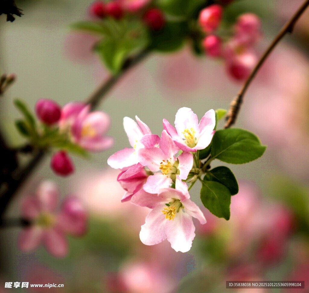 枝头绽放的娇艳海棠花