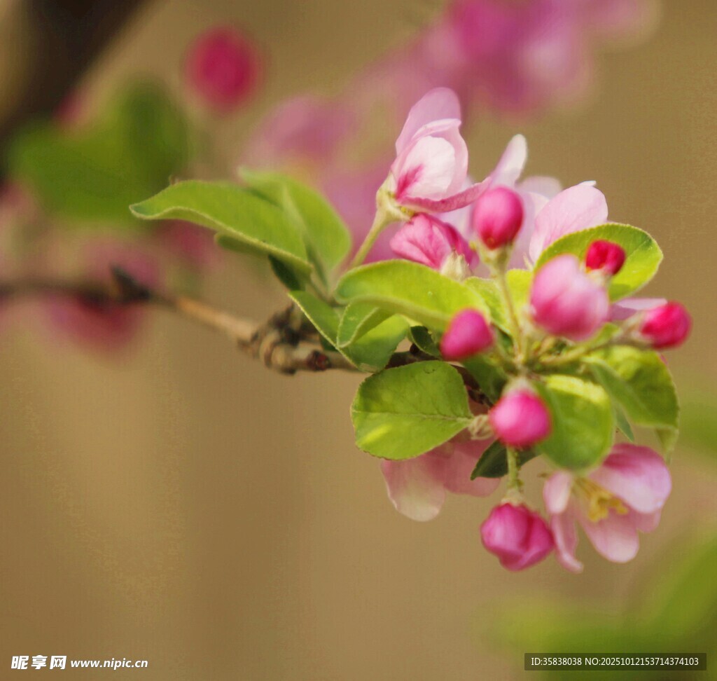 枝头绽放的海棠花