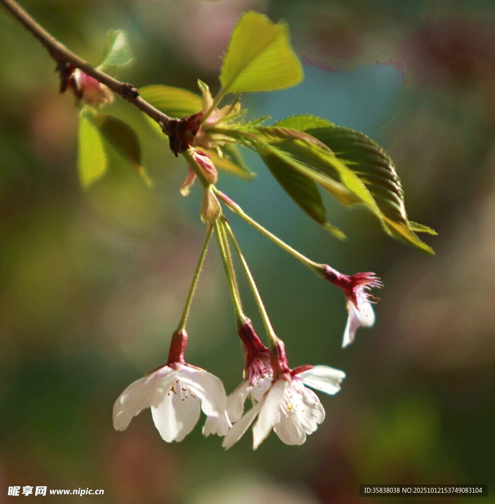 枝头绽放的娇艳白色花朵