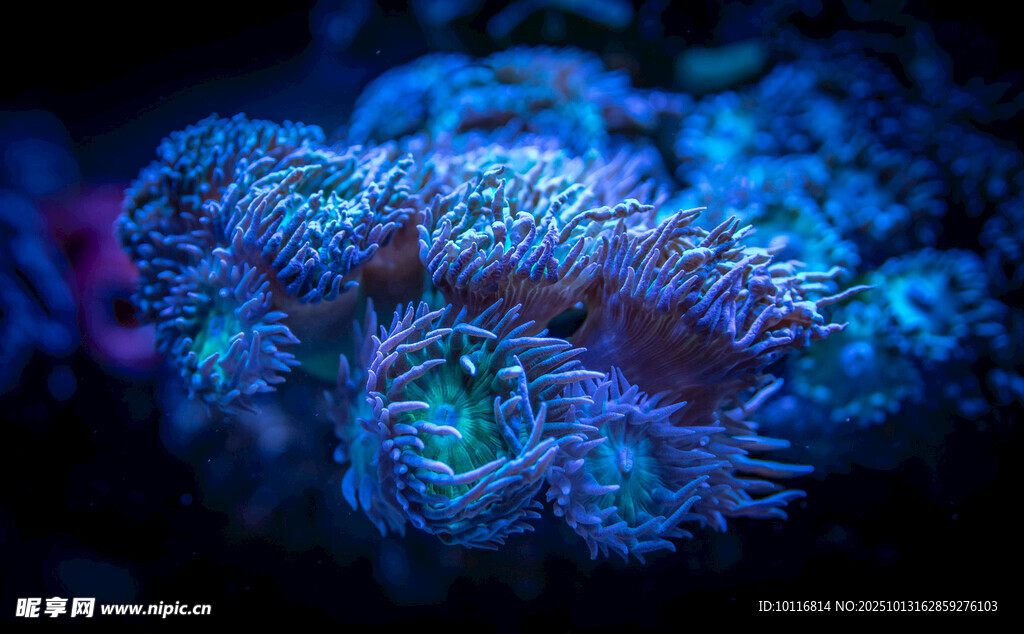 海底珊瑚