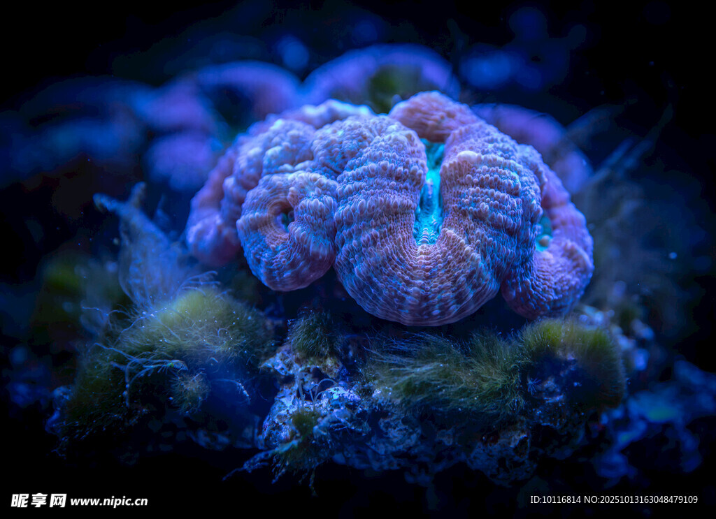 海洋珊瑚