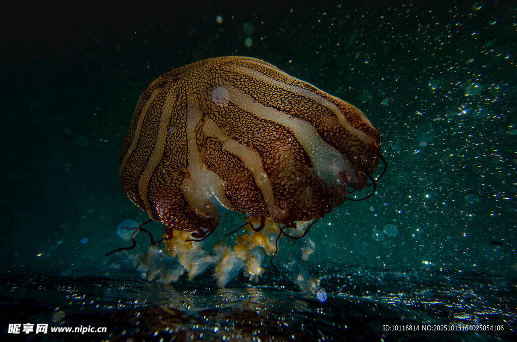 海底生物