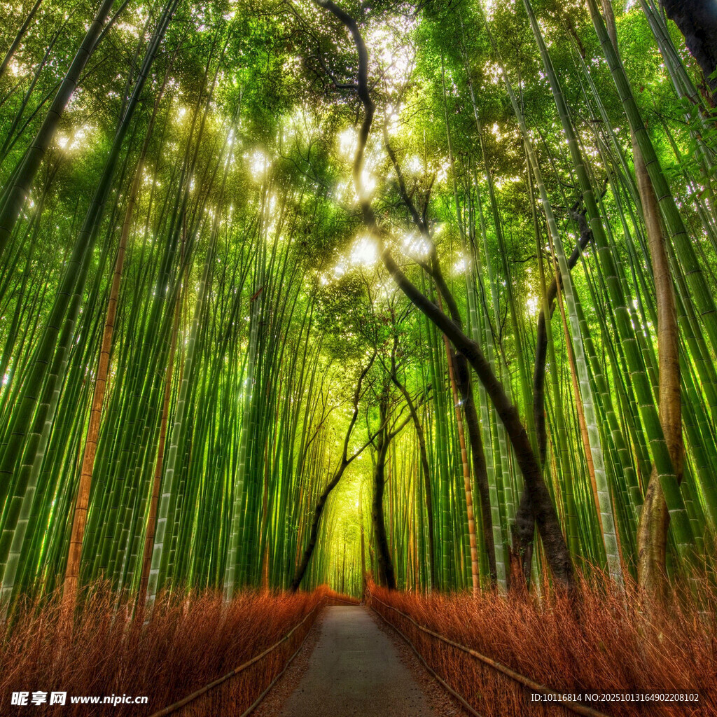 树林小路