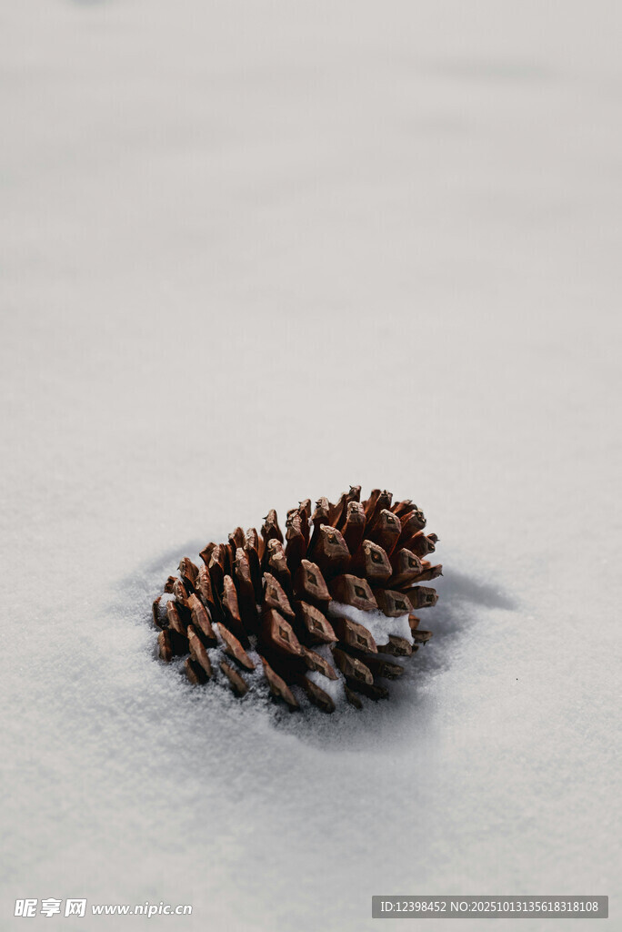 雪地中的松果