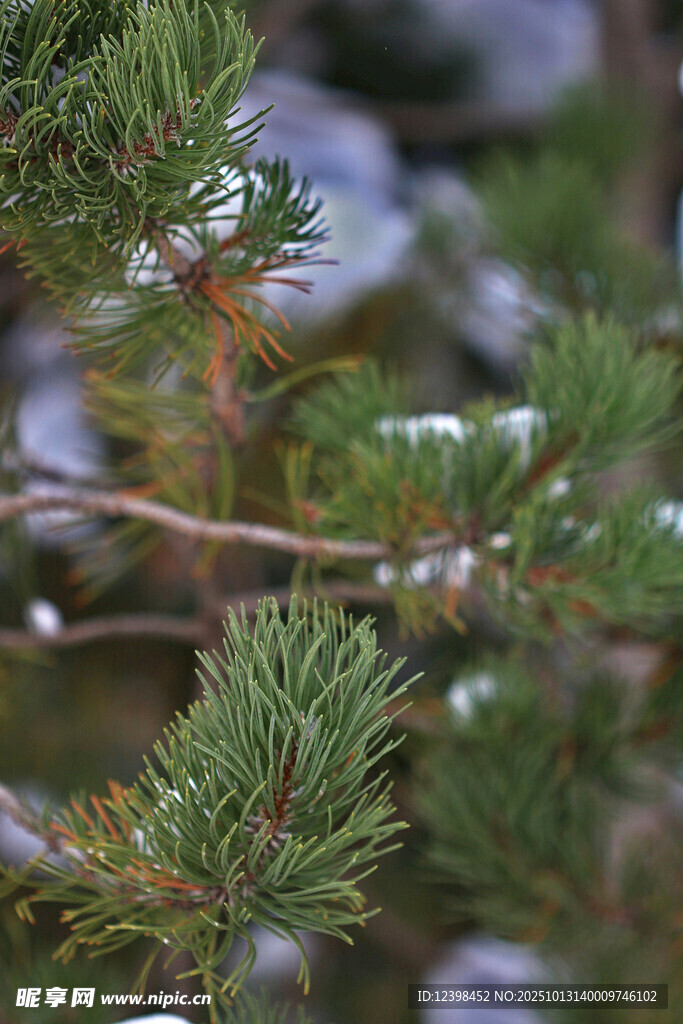 松树枝头覆雪景象