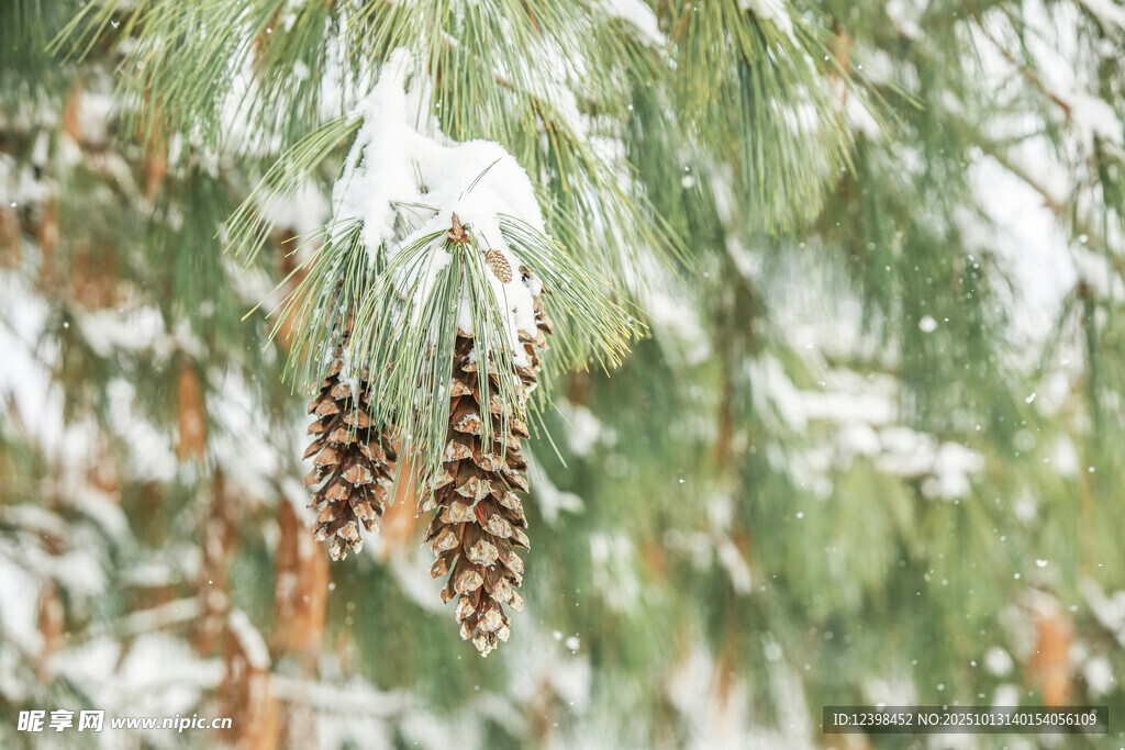 雪覆松枝上的两枚松果