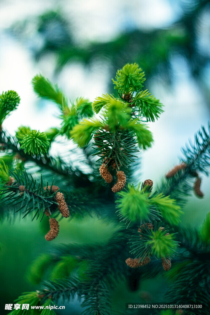 翠绿松枝上的新生嫩芽