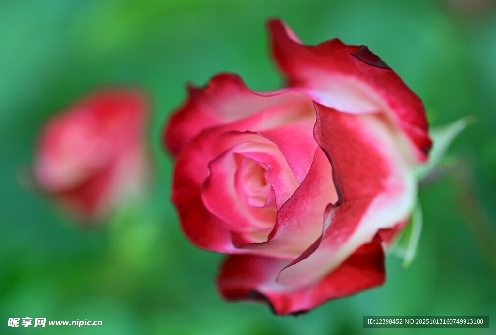 娇艳红玫瑰绽放