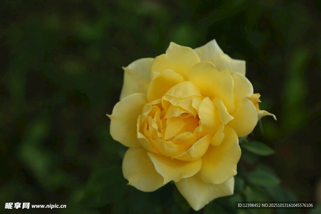 黄色娇艳月季花