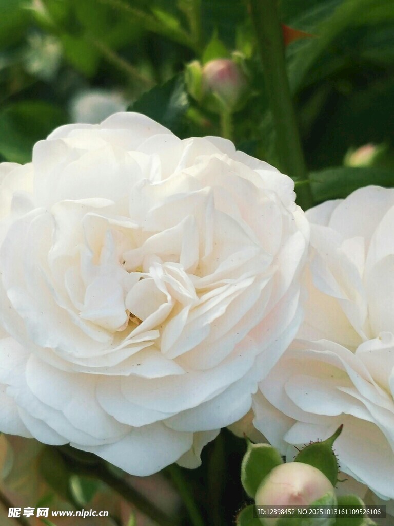 洁白绽放的美丽月季花