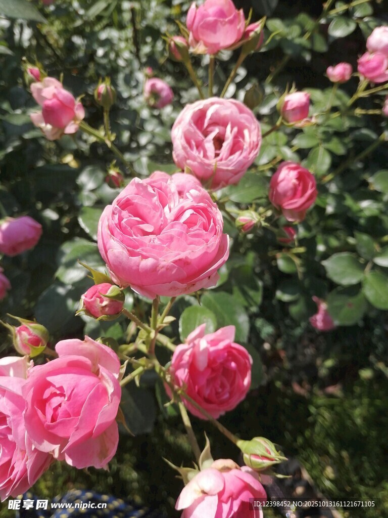 娇艳粉色玫瑰花绽放