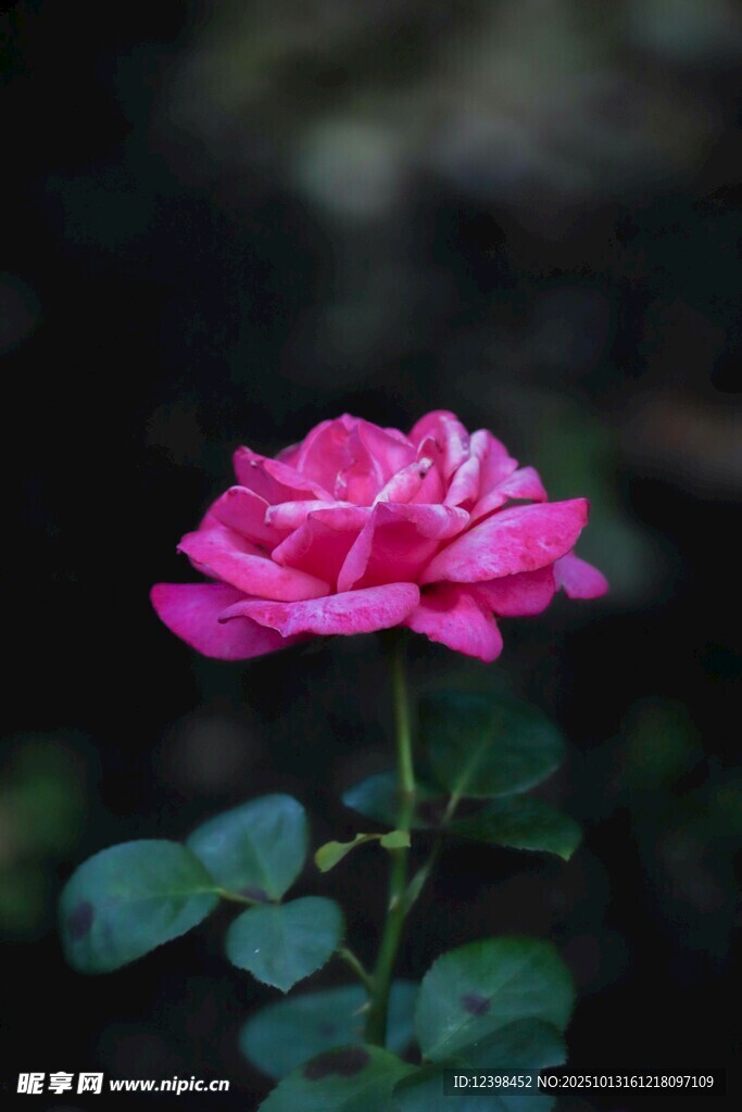娇艳粉色月季花