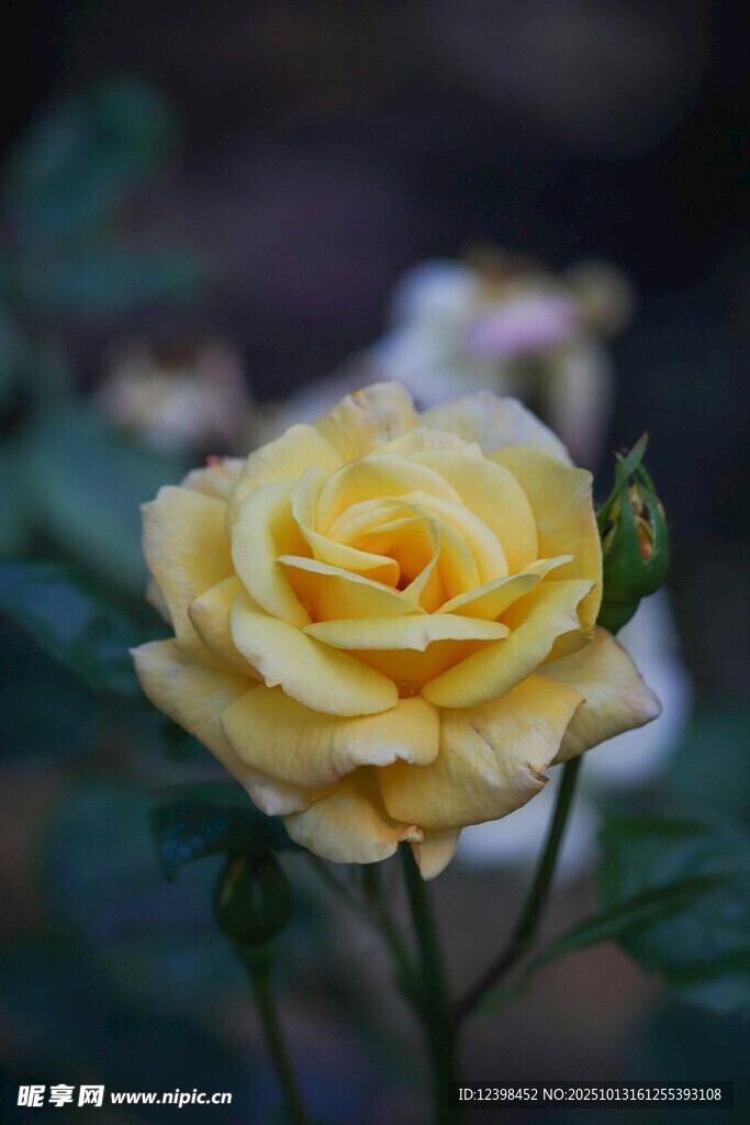 黄色娇艳月季花