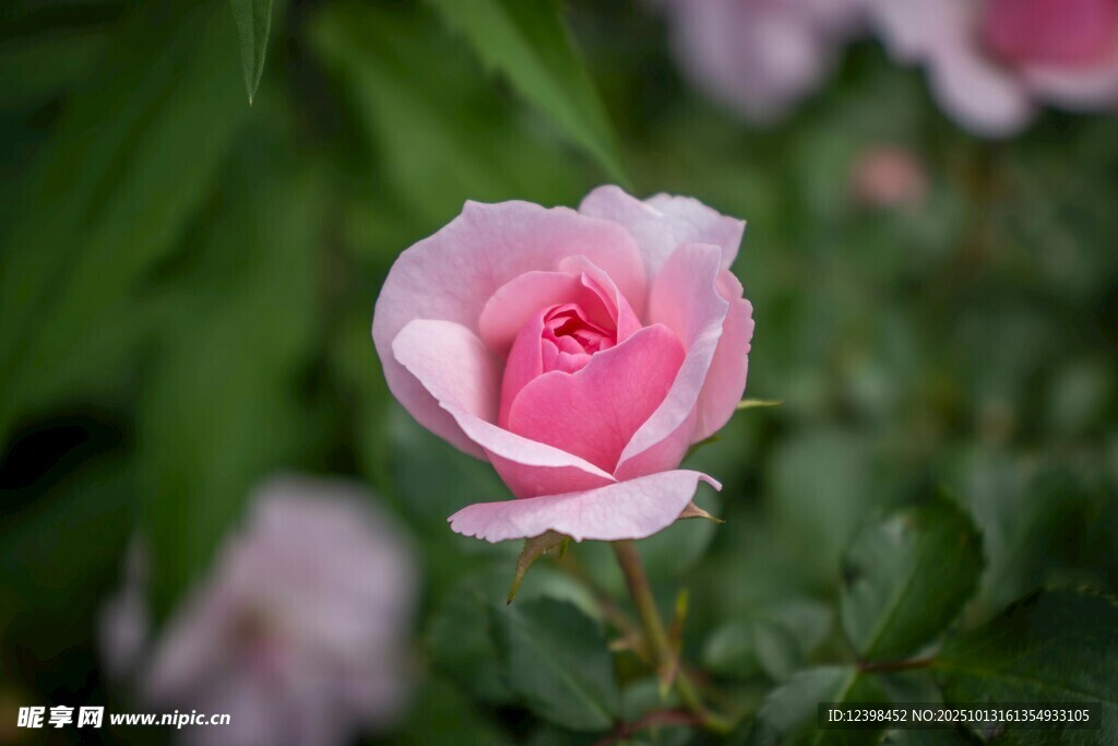 娇艳粉色玫瑰特写