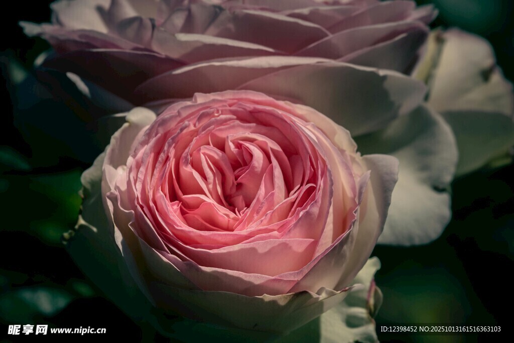 娇艳粉色玫瑰特写