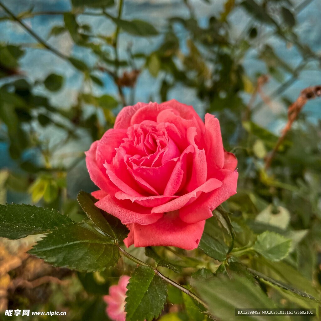 娇艳盛开的粉红色月季花