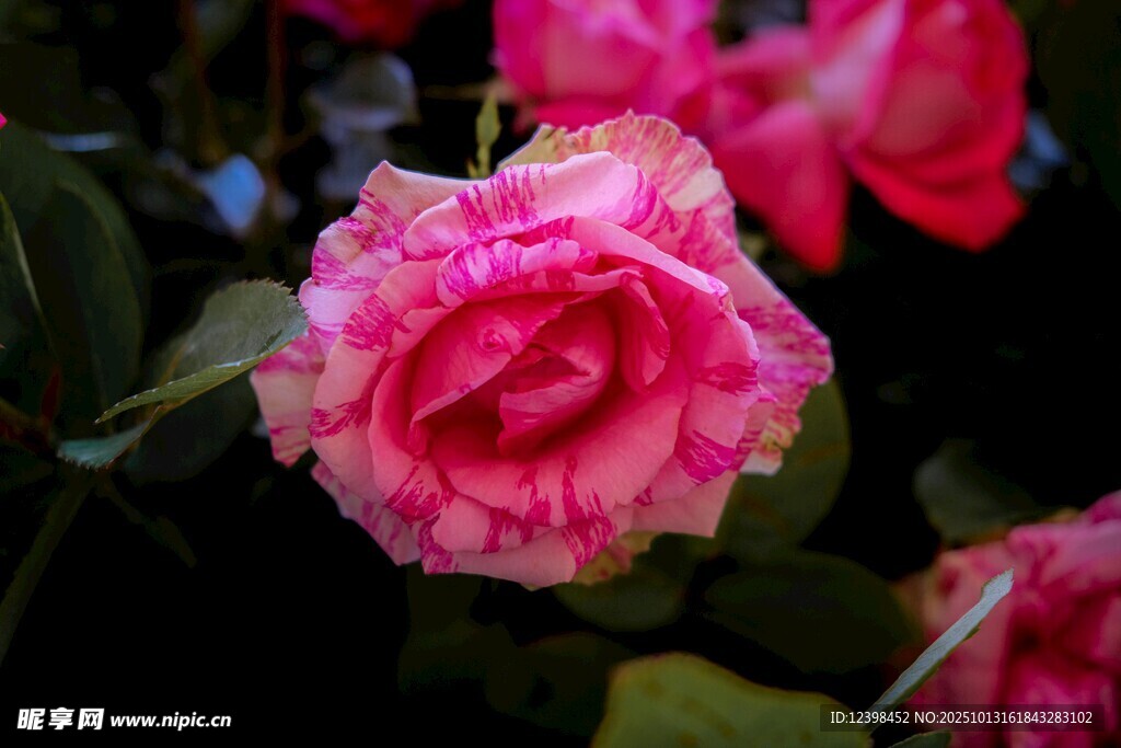 娇艳粉色玫瑰特写