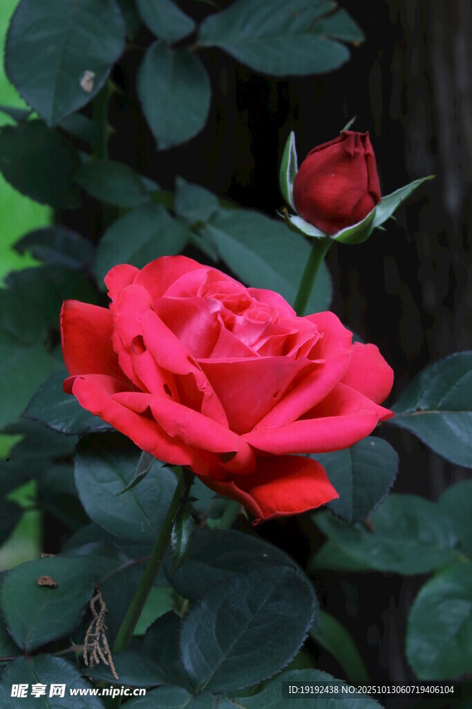 月季花 