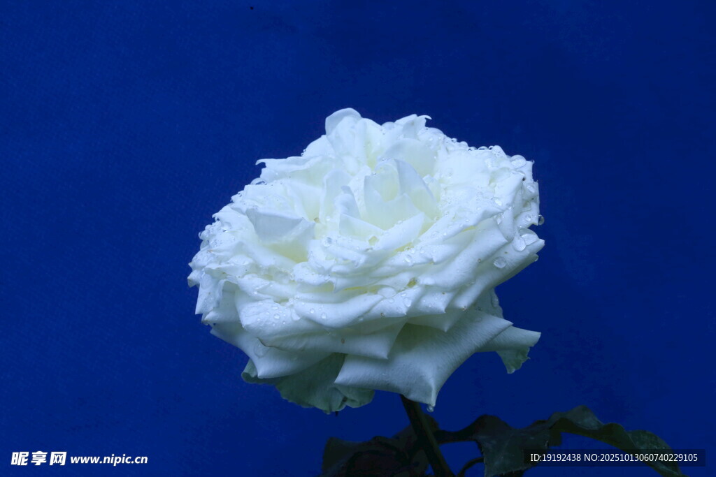 月季花 