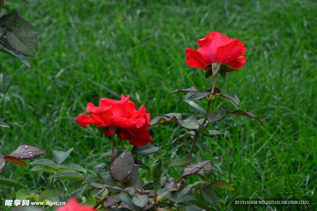 月季花 