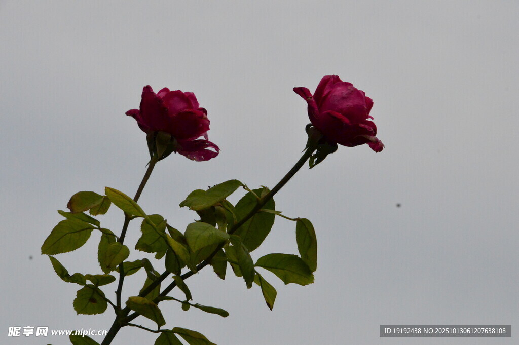 月季花  