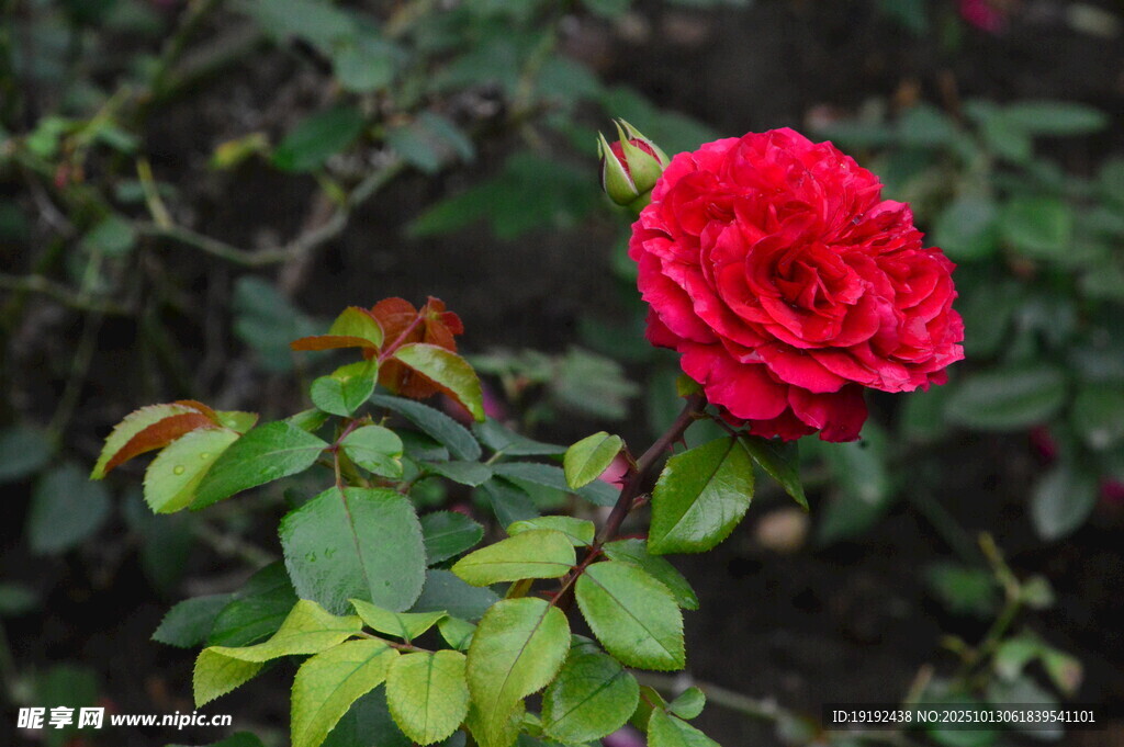 月季花 