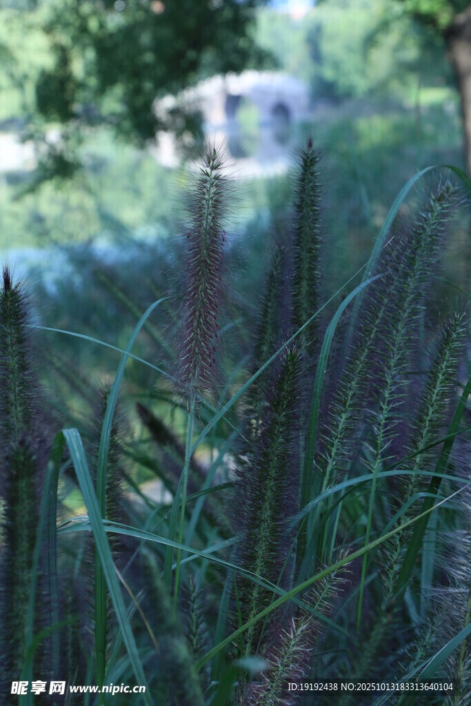 狼尾草  