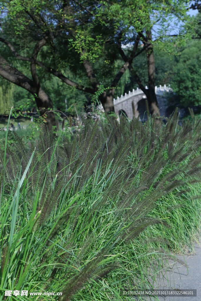 狼尾草  