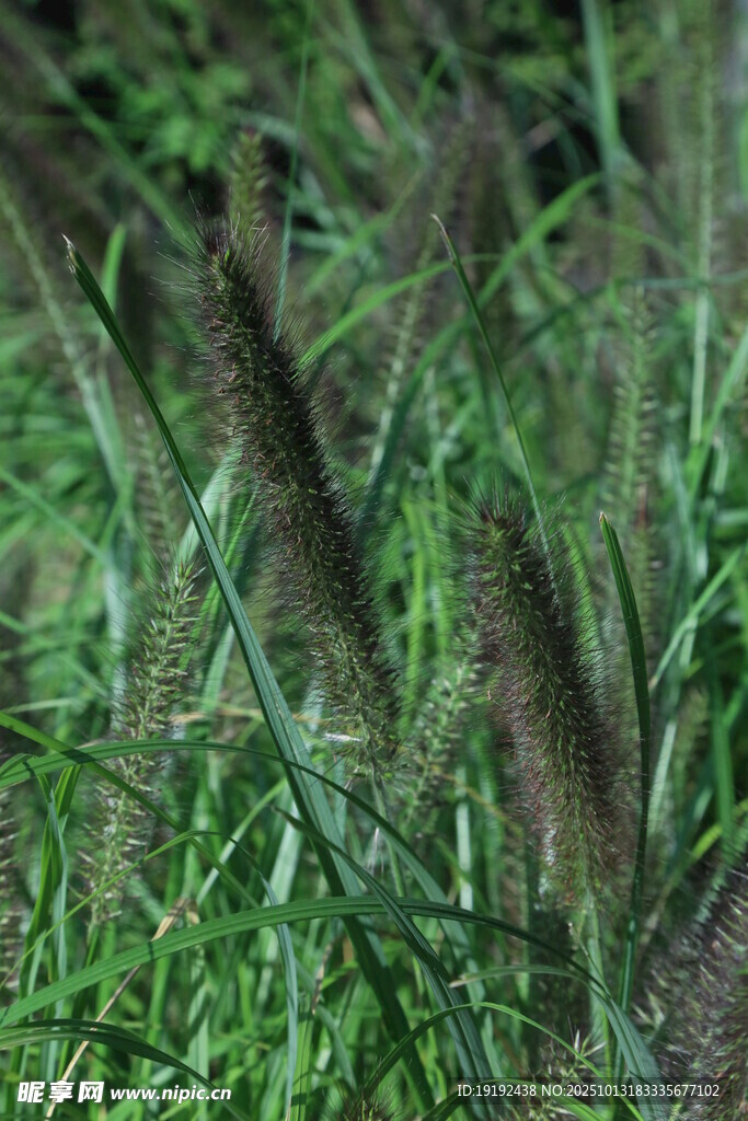 狼尾草 
