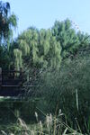 公园风景  