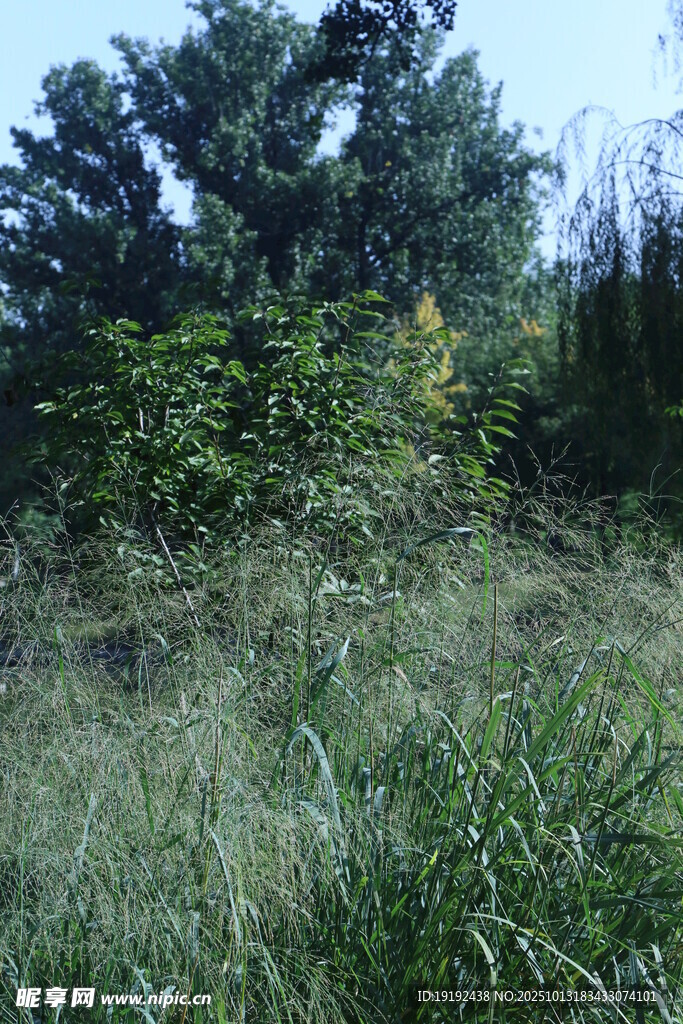 公园风景 