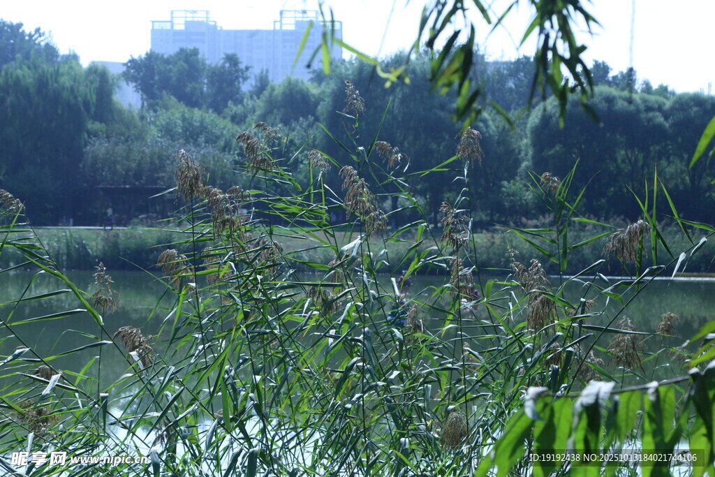 公园风景 