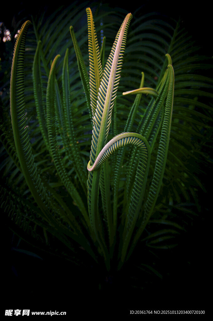 翠绿植物特写