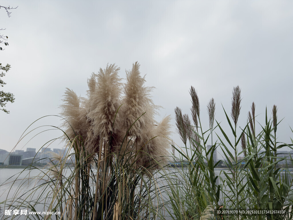 湖畔芦苇随风摇曳