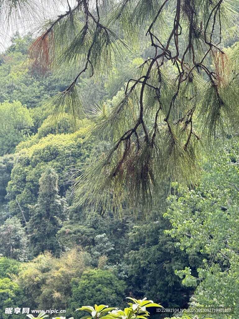 植物