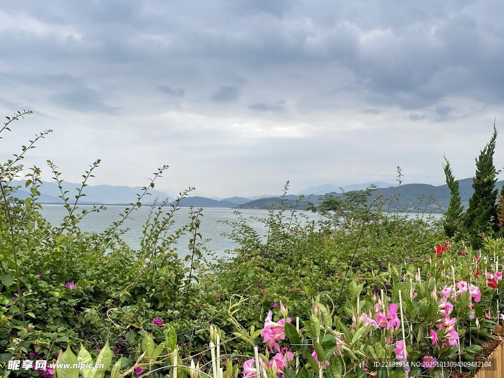 沿途的花