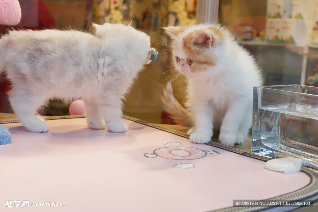 小猫对视