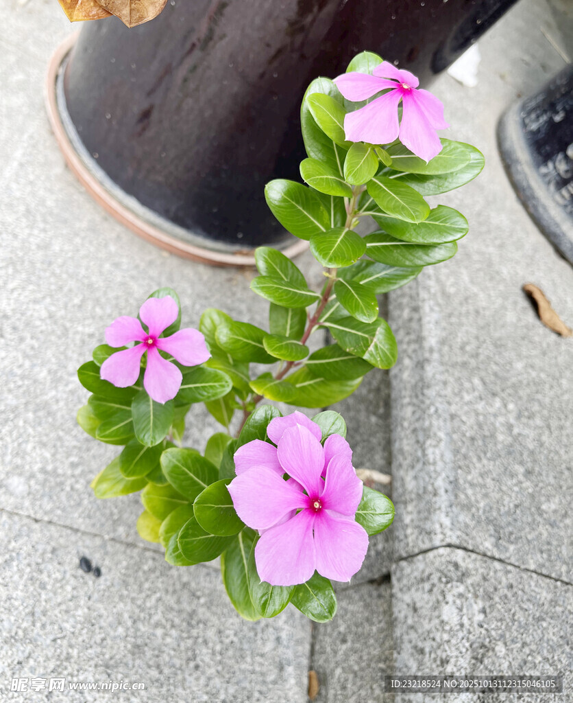 粉色花朵