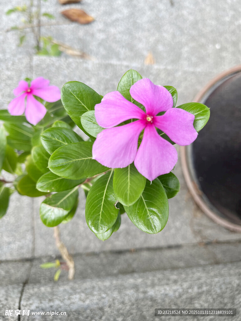 长春花
