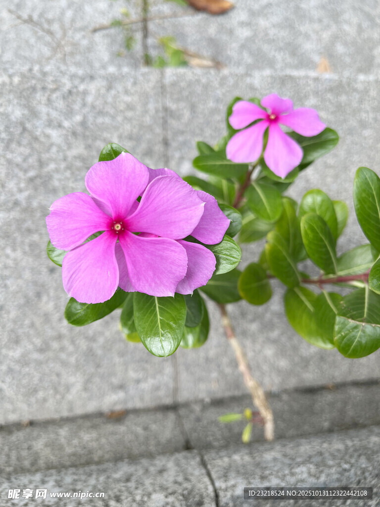 长春花