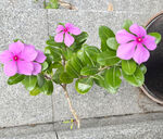 长春花