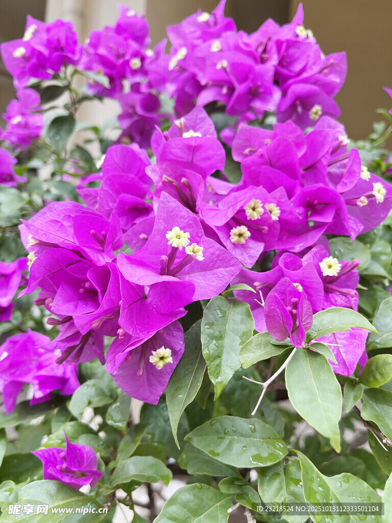 叶子花